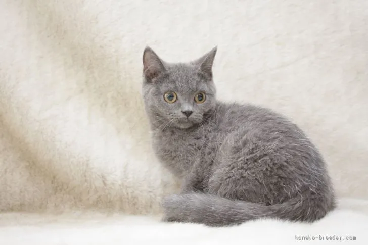 ID:2006-01390の子猫