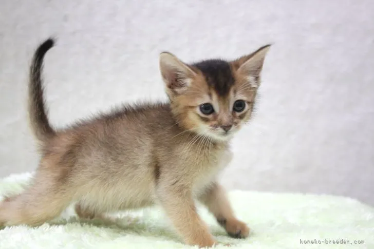 ID：1802-00450の子猫