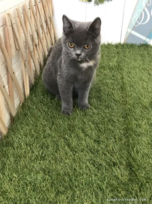 ID:1803-01169の子猫