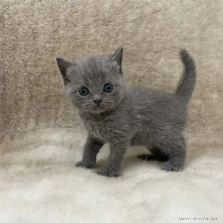 ID：2306-00697の子猫