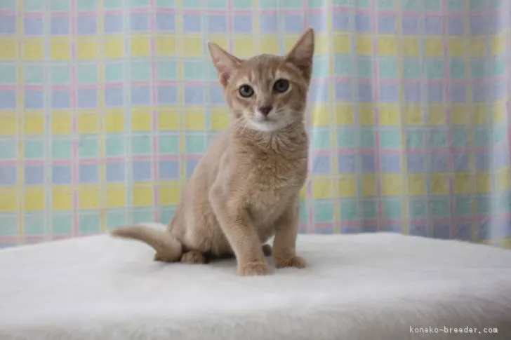 ID:1805-01525の子猫