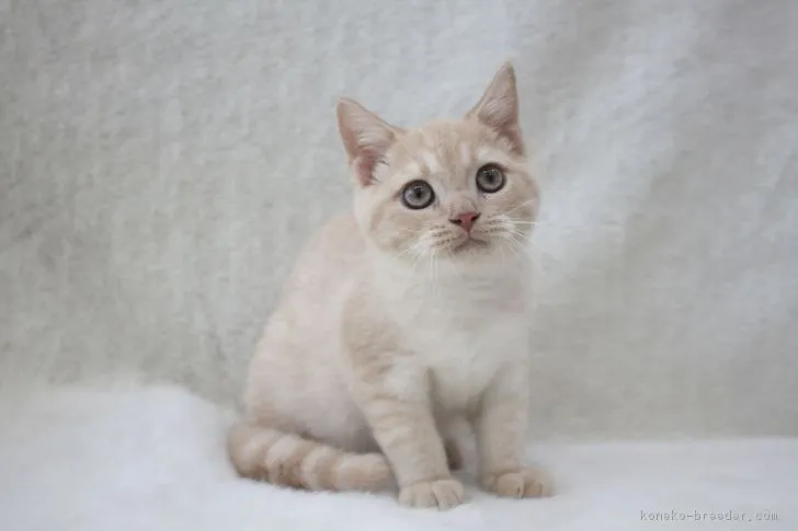 とか 様のお迎えした子猫