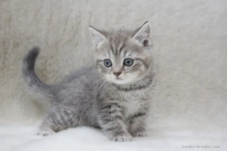 ID:2011-01081の子猫