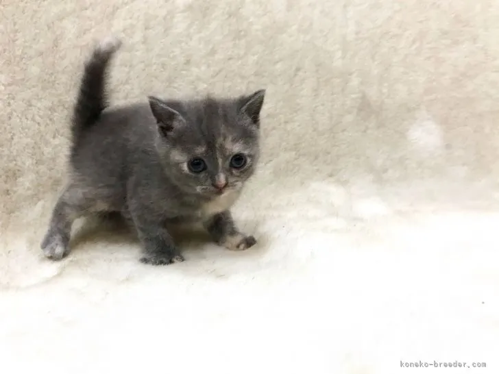 ID:2105-01359の子猫
