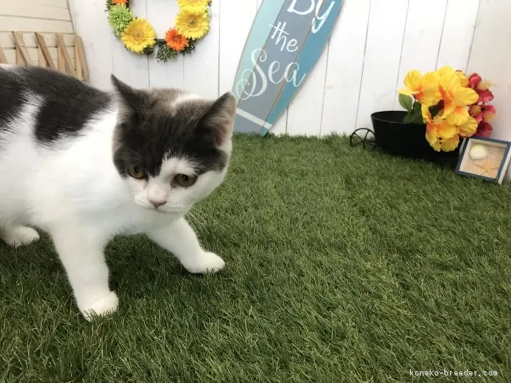 ID:1806-00114の子猫