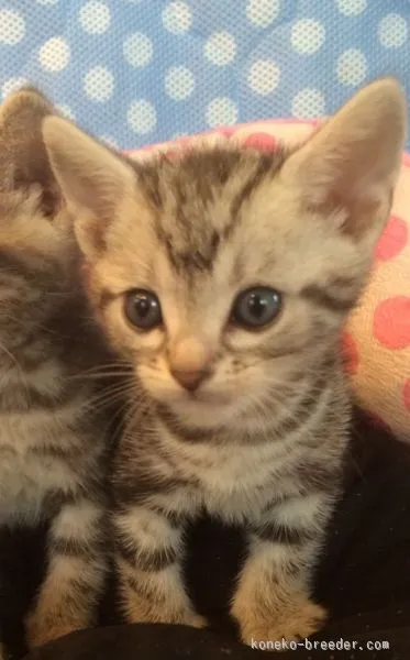 ID：1507-00033の子猫
