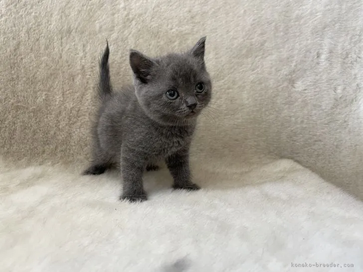 ID:2110-00274の子猫