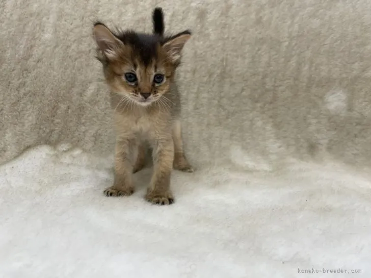 ID:2109-01861の子猫