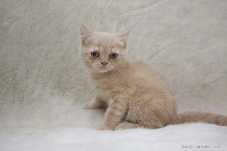 ID:2007-01703の子猫