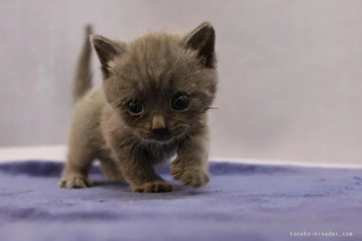 ID:1605-00619の子猫