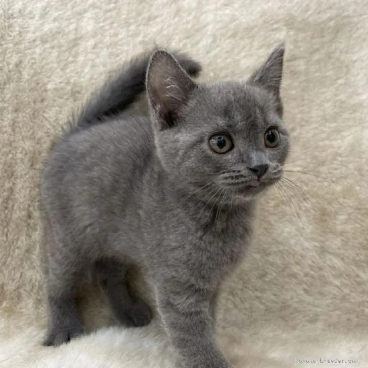 こま 様のお迎えした子猫