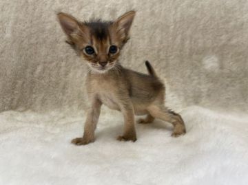 ソマリ【東京都・男の子・2021年8月16日・ルディ(ショート)】の写真「人懐こい男の子テール短いです」