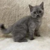 ブリティッシュショートヘア【東京都・女の子・2022年6月2日・ブルー】の写真1