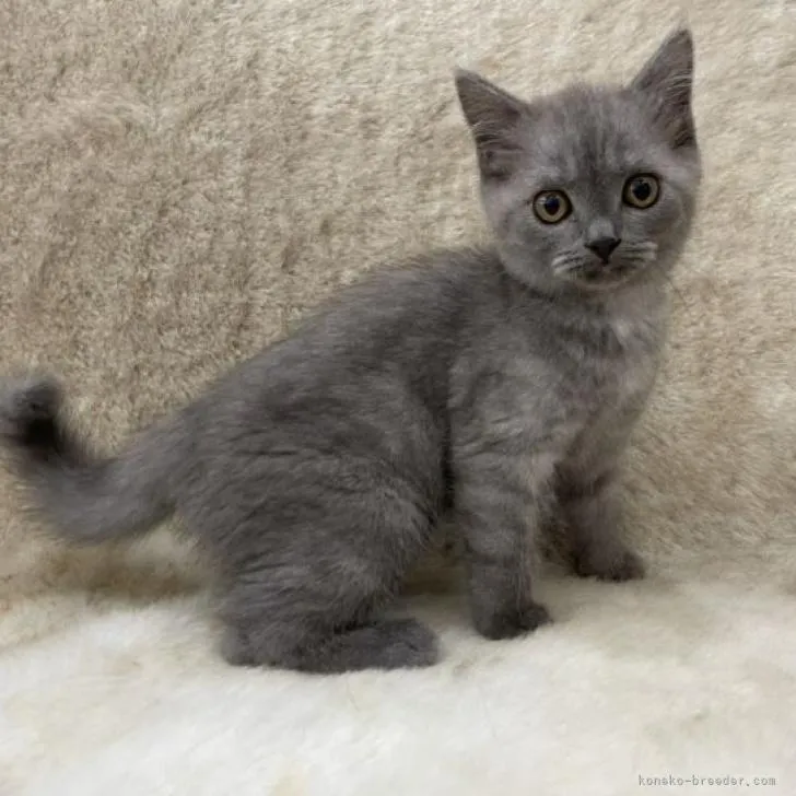 ID:2208-00824の子猫
