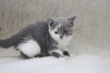 ブリティッシュショートヘア【東京都・女の子・2020年9月25日・ブルー&ホワイト】の写真2