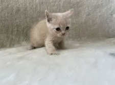 ブリティッシュショートヘア【東京都・男の子・2021年8月24日・クリームタビー】の写真3