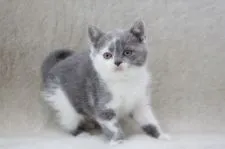 ブリティッシュショートヘア【東京都・女の子・2020年9月25日・ブルー&ホワイト】の写真3