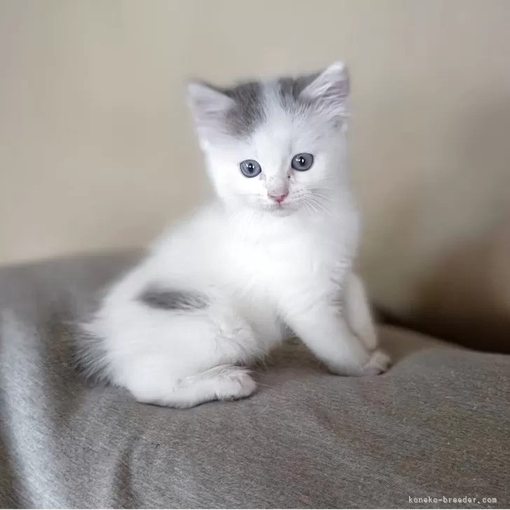 ID：2508-02830の子猫