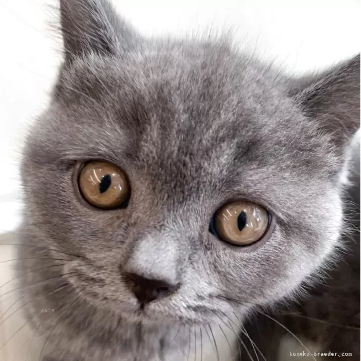 ID：2507-01130の子猫
