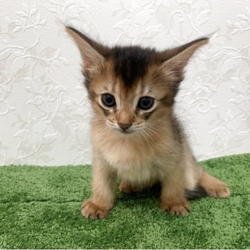 ソマリ【東京都・男の子・2025年6月1日・ルディ】の写真「甘ったれな子」
