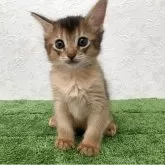 ソマリ