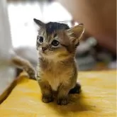 ソマリ