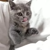 ブリティッシュショートヘア