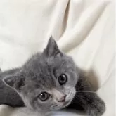 ブリティッシュショートヘア