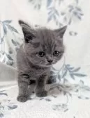 ブリティッシュショートヘア【東京都・女の子・2025年7月14日・ブルー】の写真3