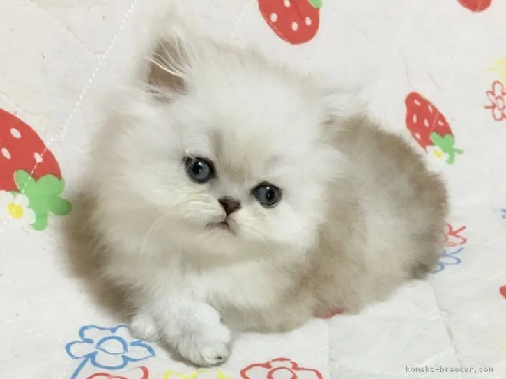ID：1608-00789の子猫
