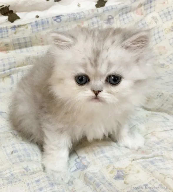 ID:1702-00318の子猫