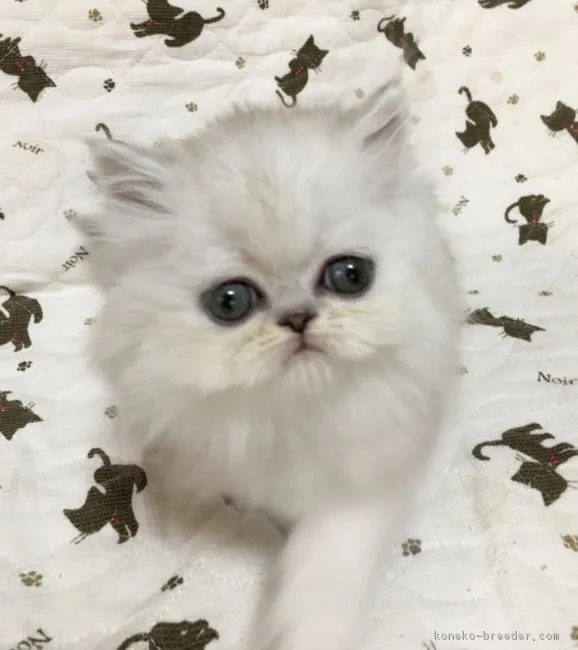 ID:1703-00206の子猫