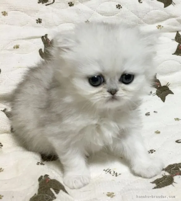 ID：1705-00778の子猫