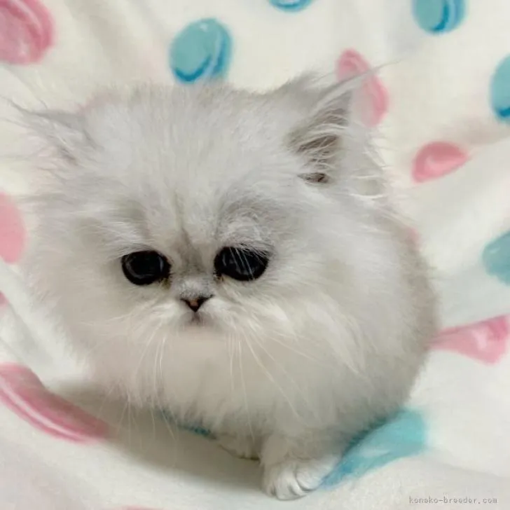 ID：2211-01453の子猫