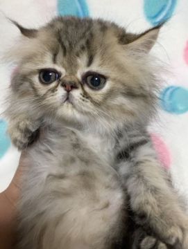 ペルシャ(チンチラ)【石川県・男の子・2019年5月4日・シェーデッドゴールデン】の写真「お鼻の短い可愛い子です。」