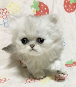 ペルシャ(チンチラ)【石川県・男の子・2017年4月28日・シェーデッドシルバー】の写真「とても可愛い子です。」
