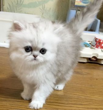 ペルシャ(チンチラ)【石川県・男の子・2018年11月14日・シェーデッドシルバー】の写真「ボディの大きな男の子です。」