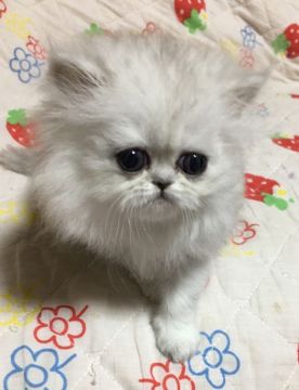 ペルシャ(チンチラ)【石川県・男の子・2017年1月7日・シェーデッドシルバー】の写真「」