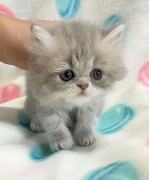 ペルシャ(チンチラ)【石川県・男の子・2018年7月3日・ブルータビー】の写真「チンチラから生まれたブルーの子です。」