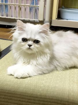 ペルシャ(チンチラ)【石川県・男の子・2019年6月3日・シェーデッドシルバー】の写真「食欲があり活発な男の子です。」