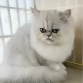 ペルシャ(チンチラ)【石川県・女の子・2023年9月14日・シェーデッドシルバー】の写真1