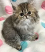 ペルシャ(チンチラ)【石川県・女の子・2018年6月6日・シェーデッドゴールデン】の写真1「人懐っこくて人間大好きな子です。」