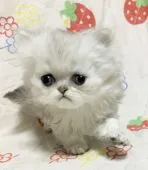 ペルシャ(チンチラ)【石川県・男の子・2017年4月28日・シェーデッドシルバー】の写真1