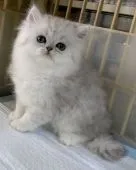 ペルシャ(チンチラ)【石川県・男の子・2020年9月12日・シェーデットシルバー】の写真1