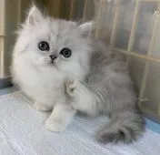 ペルシャ(チンチラ)【石川県・男の子・2020年9月12日・シェーデットシルバー】の写真2