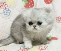 ペルシャ(チンチラ)【石川県・男の子・2017年4月28日・シェーデッドシルバー】の写真2