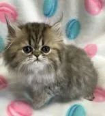 ペルシャ(チンチラ)【石川県・女の子・2018年6月6日・シェーデッドゴールデン】の写真2