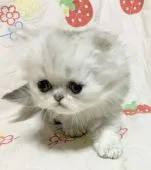 ペルシャ(チンチラ)【石川県・男の子・2017年4月28日・シェーデッドシルバー】の写真3