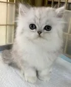 ペルシャ(チンチラ)【石川県・男の子・2020年9月12日・シェーデットシルバー】の写真3