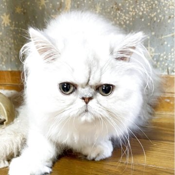 ペルシャ(チンチラ)【石川県・男の子・2025年4月17日・シェーデッドシルバー】の写真「小柄な男の子」